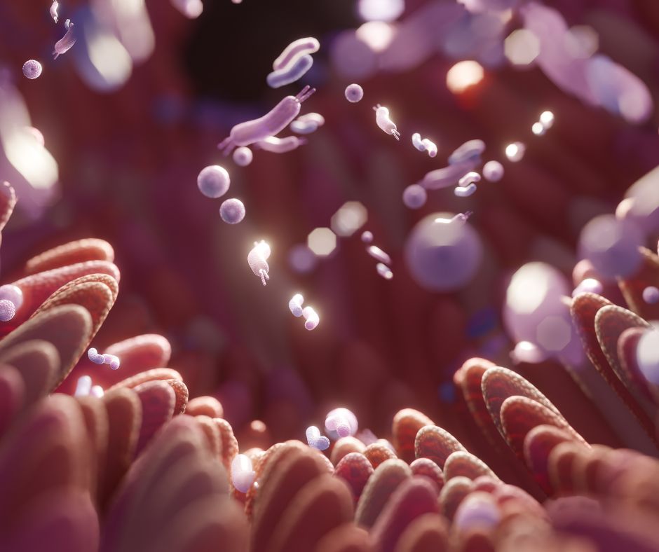 Microbiote intestinal : comment en prendre soin naturellement (alimentation, hygiène de vie, compléments)
